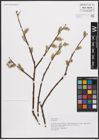Foto von Salix caprea L.